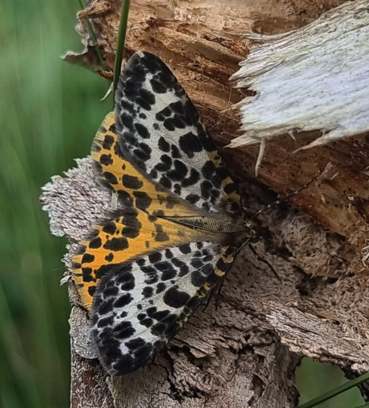 Mose-Harlekin, Arichanna melanaria. Bllemosen, Skodsborg, Jgersborg Hegn 13 Juni 2024. Fotograf; Oskar Zytnik