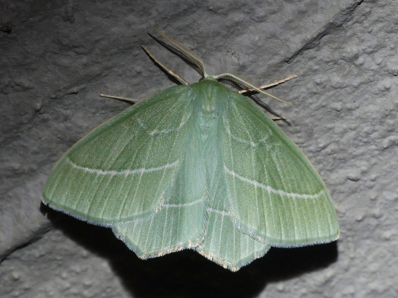 Klematisbladmler, Hemistola chrysoprasaria. Gangtunnelen, Ballerup Station, Nordsjlland d. 30 juni 2024. Fotograf; Poul Ulrik