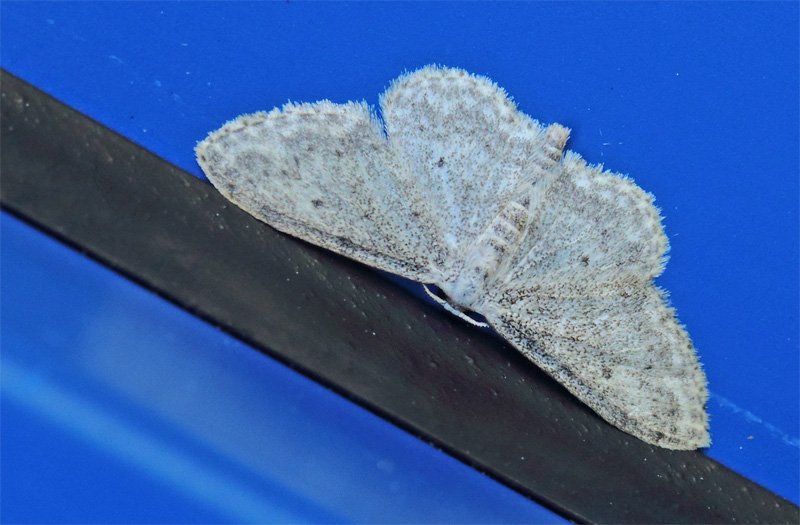 Grplettet Lvmler, Idaea seriata. Toskiftevej. Sundbyvester, Amager d. 7 august 2024. Fotograf; Lars Andersen