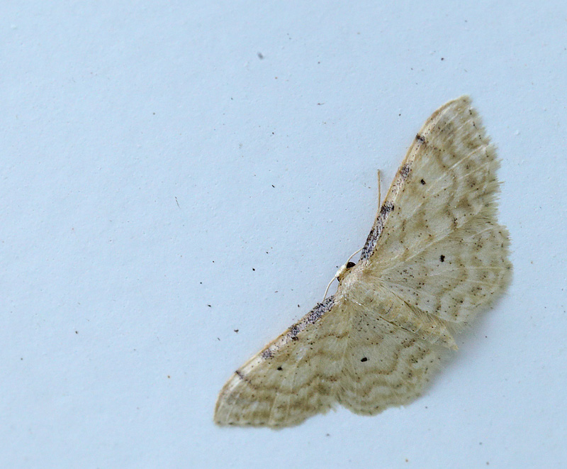 Grkantet Engmler, Idaea fuscovenosa. Toskiftevej. Sundbyvester, Amager d. 8 august 2024. Fotograf; Lars Andersen