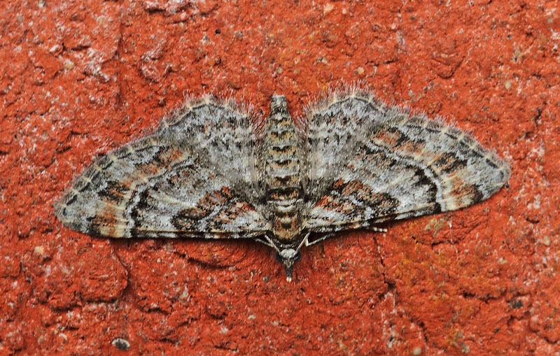 Rdbndet Dvrgmler, Gymnoscelis rufifasciata (Haworth, 1809). Toskiftevej, Amager d. 9 august 2024. Fotograf; Lars Andersen