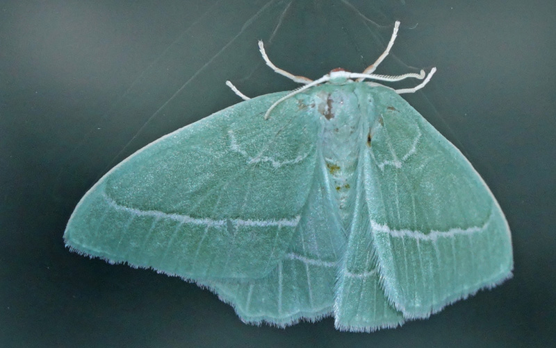 Klematisbladmler, Hemistola chrysoprasaria. Sundby, Armager d. 29 juni 2024. Fotograf; Lars Andersen