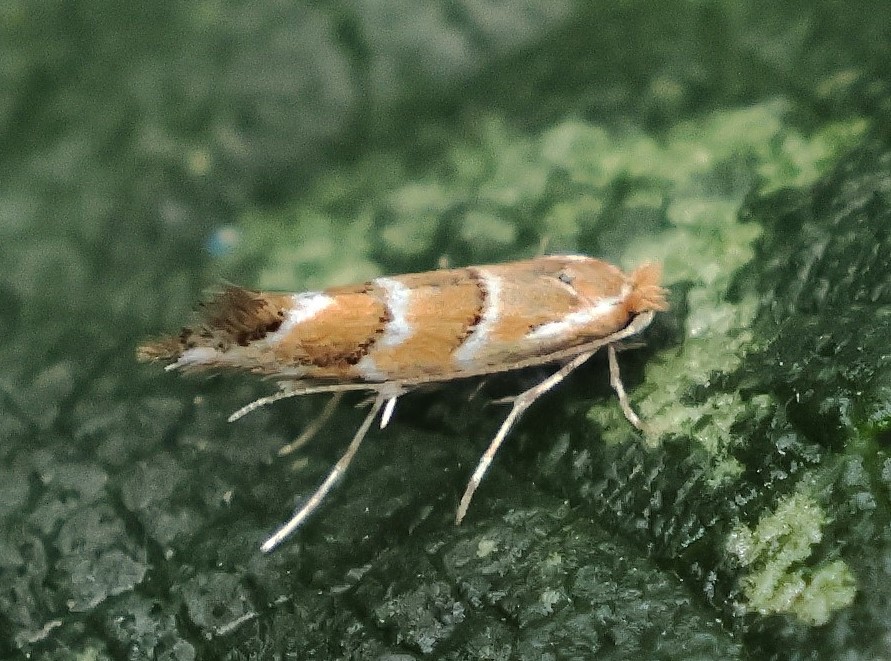 Phyllonorycter tristrigella (Haworth, 1828). Frederiksberg d. 24 august 2024. Fotograf: Lars Andersen