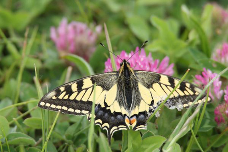 Svalehale, Papilio machaon han. Sydsjlland (afventer nogle dage med lokalitet) d. 28 maj 2024. Fotograf; XXXXX
