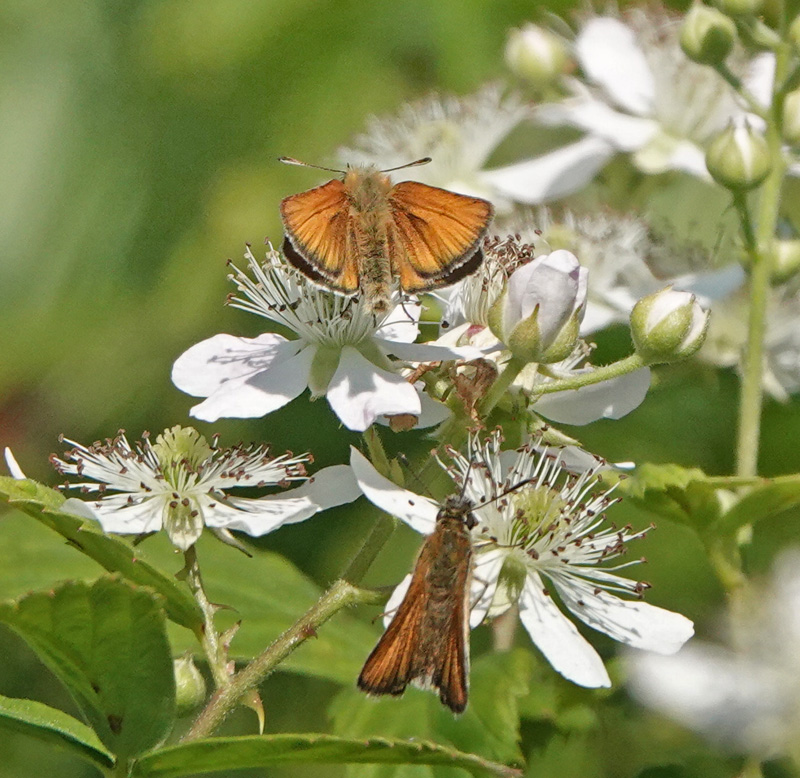 Stregbredpande, Thymelicus lineola hunner.Rusland, Nordsjlland,, Danmark d. 23 juli 2021. Fotograf; Lars Andersen