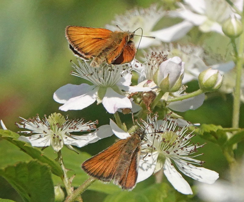 Stregbredpande, Thymelicus lineola hunner.Rusland, Nordsjlland,, Danmark d. 23 juli 2021. Fotograf; Lars Andersen