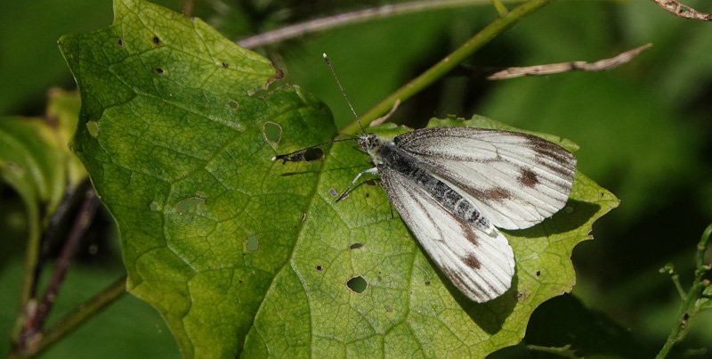 Grnret Klsommerfugl, Pieris napi hun,Kongelunden, Amager d. 31 juli 2024. Fotograf; Lars Andersen