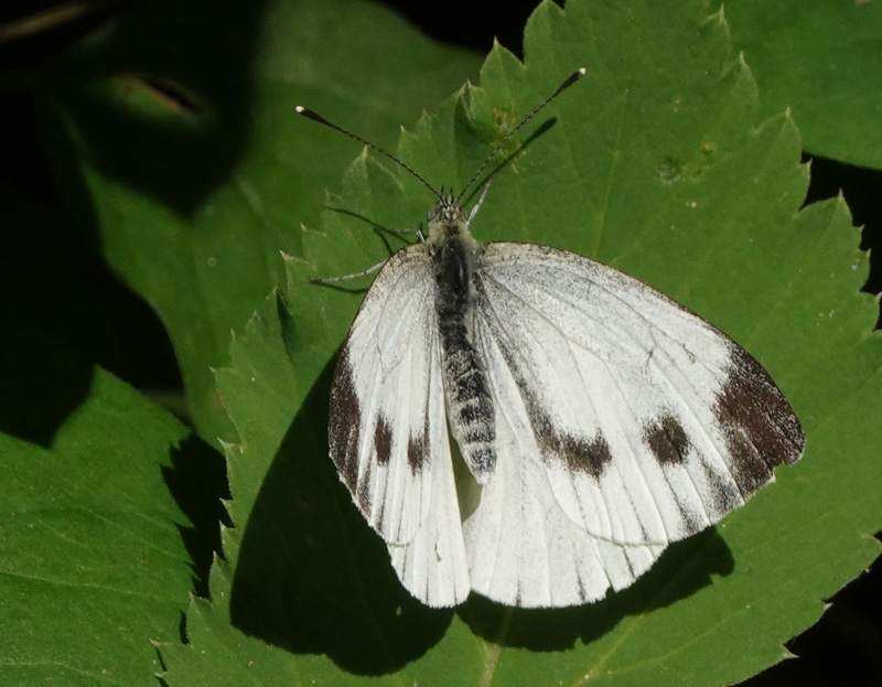 Grnret Klsommerfugl, Pieris napi hun,Kongelunden, Amager d. 31 juli 2024. Fotograf; Lars Andersen