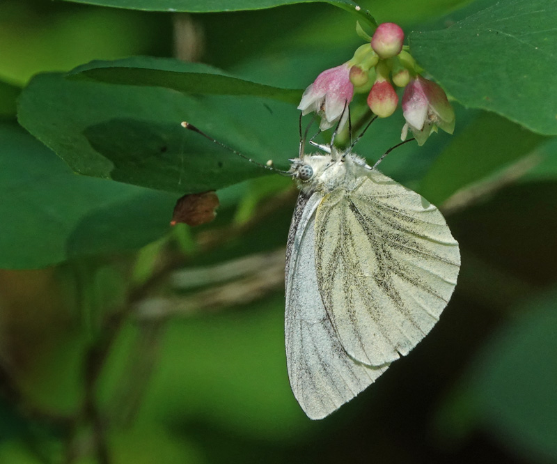 Grnret Klsommerfugl, Pieris napi hun,Kongelunden, Amager d. 31 juli 2024. Fotograf; Lars Andersen