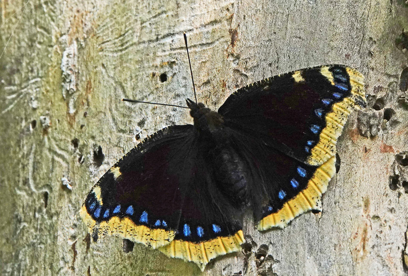 Srgekbe, Nymphalis antiopa. Arrenakke. Nordsjlland d. 6 august 2024. Fotografer; Regitze Enoksen & Lars Andersen