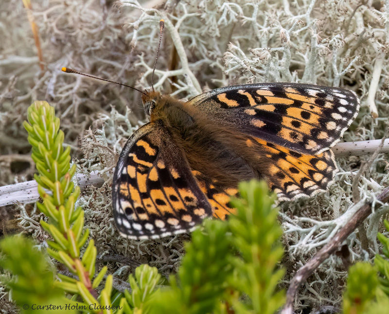 Klitperlemorsommerfugl, Fabriciana niobe hun. Kettrup Bjerge, Saltum,Nordjylland d. 17 july 2024. Fotograf: Carsten Holm Clausen