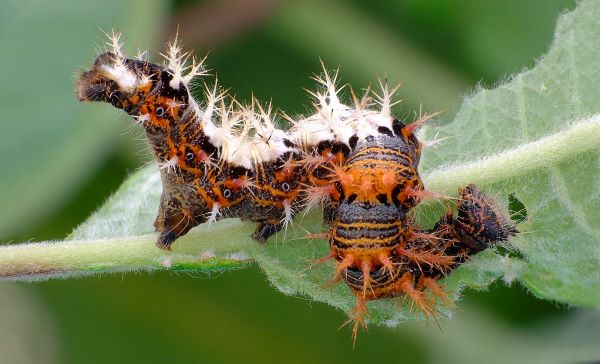 Det Hvide C, Polygonia c-album larve p pil, Gren, Norddjurs, Danmark d. 6 november 2021. Fotograf; Kjeld Brem