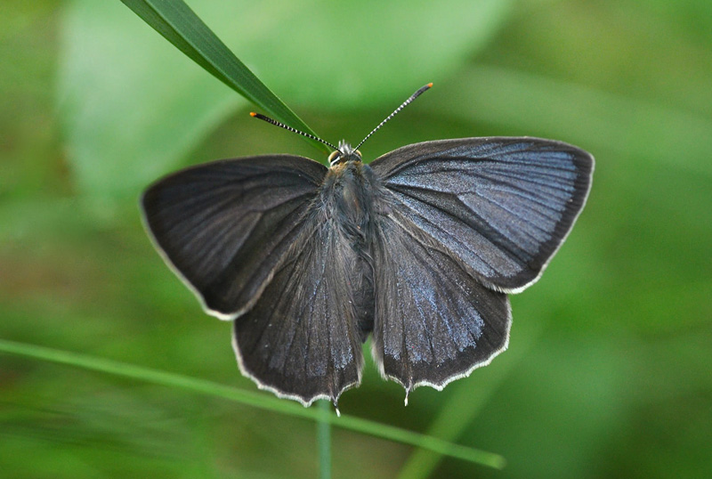 Blhale, Quercusia quercus. Bornholm d. 27 juli 2024; Michael Stoltze