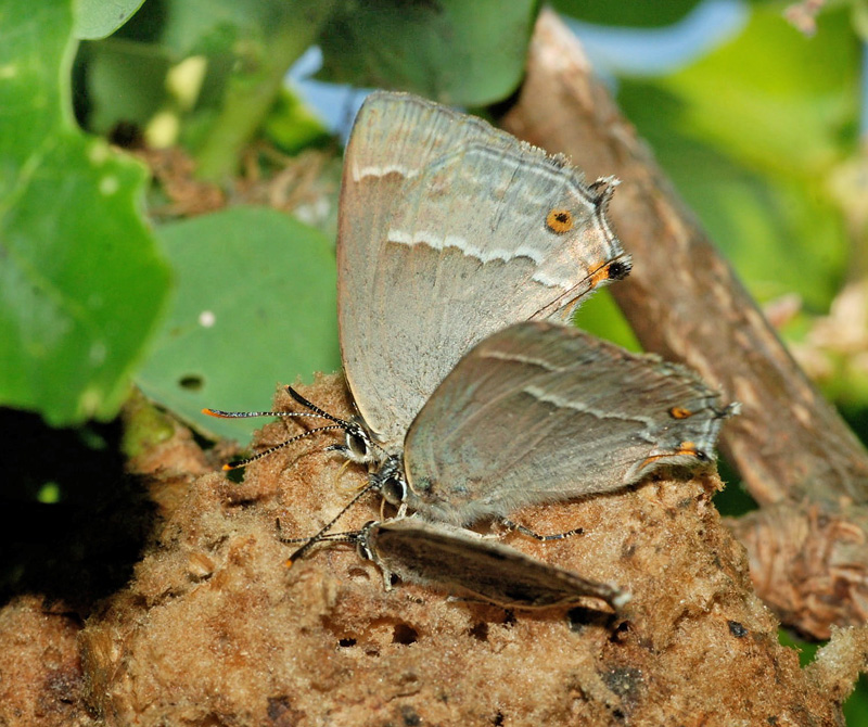 Blhale, Quercusia quercus. Bornholm d. 27 juli 2024; Michael Stoltze