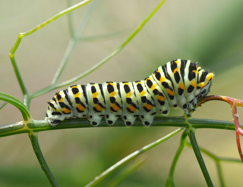 Svalehale, Papilio machaon larver, sidste stadie p Bronzefennikel, Foeniculum vulgare var. purpureum i forskellige bornholmske haver d. 8 august 2024. Fotograf: Michael Stoltze