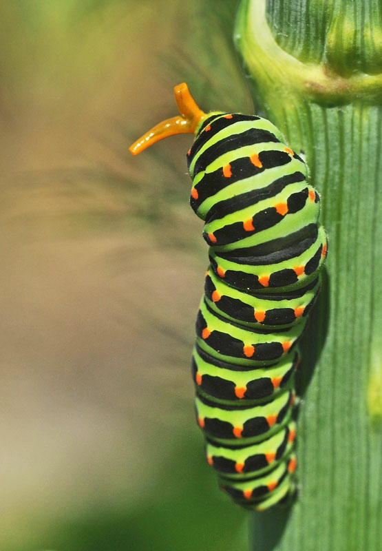 Svalehale, Papilio machaon larver, sidste stadie p Bronzefennikel, Foeniculum vulgare var. purpureum i forskellige bornholmske haver d. 8 august 2024. Fotograf: Michael Stoltze