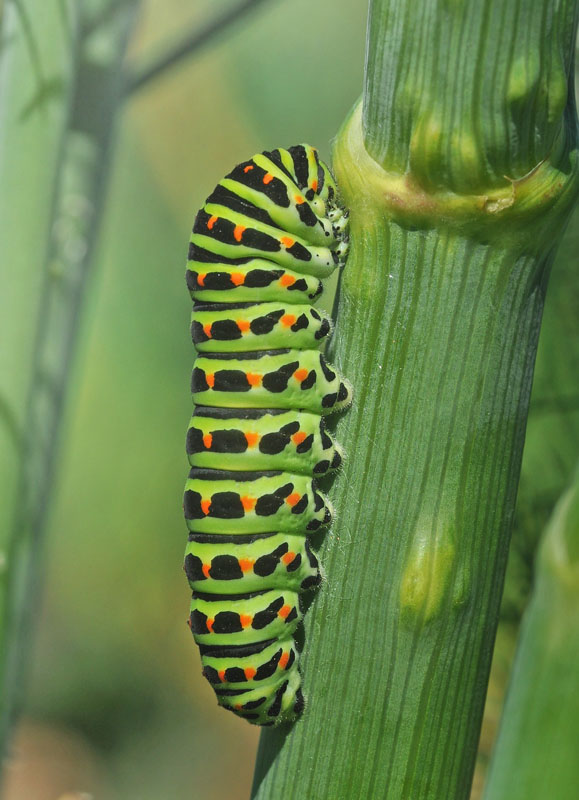 Svalehale, Papilio machaon larver, sidste stadie p Bronzefennikel, Foeniculum vulgare var. purpureum i forskellige bornholmske haver d. 8 august 2024. Fotograf: Michael Stoltze