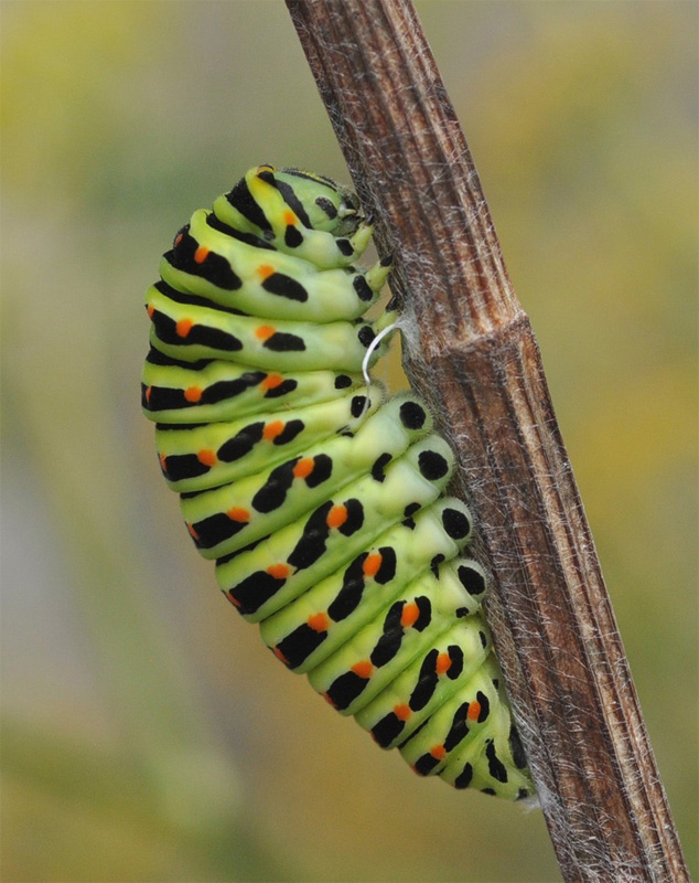 Svalehale, Papilio machaon puppestadie. Balka Strand, Bornholm d. 25 august 2024. Fotograf: Michael Stoltze