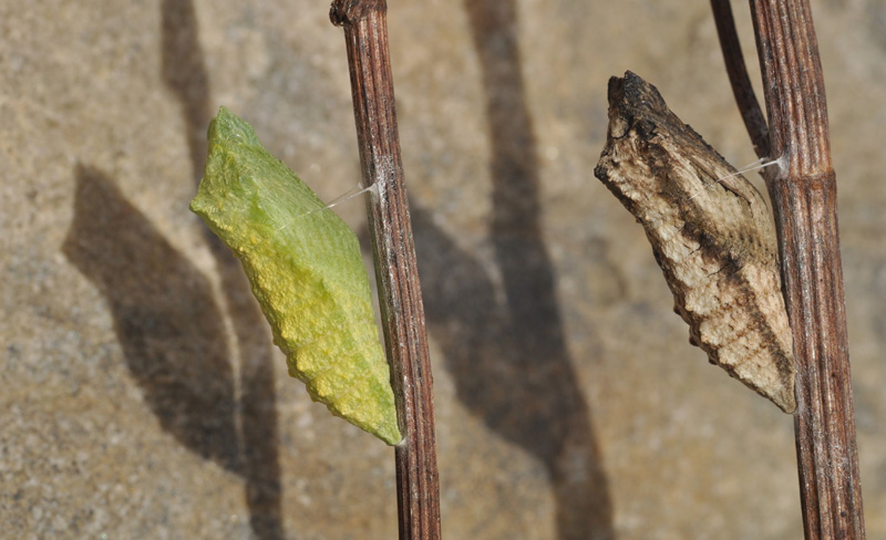 Svalehale, Papilio machaon puppestadie. Balka Strand, Bornholm d. 25 august 2024. Fotograf: Michael Stoltze