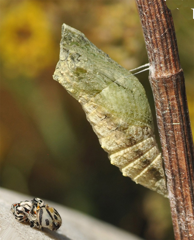 Svalehale, Papilio machaon puppestadie. Balka Strand, Bornholm d. 25 august 2024. Fotograf: Michael Stoltze