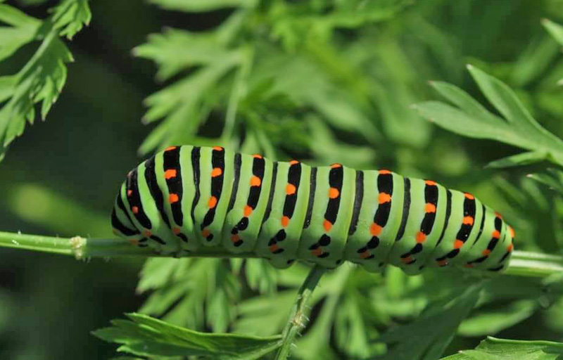 Svalehale, Papilio machaon 23 larver p gulerodstoppe midt p Bornholm d . 26 august 2024. Fotograf: Michael Stoltze