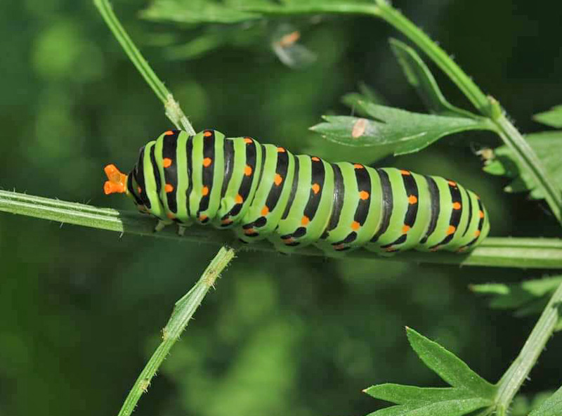 Svalehale, Papilio machaon 23 larver p gulerodstoppe midt p Bornholm d . 26 august 2024. Fotograf: Michael Stoltze