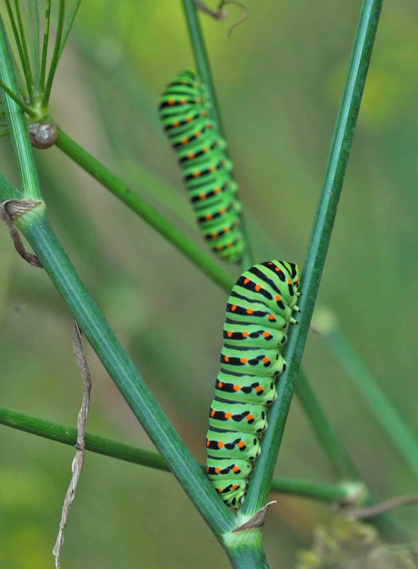 Svalehale, Papilio machaon 23 larver p gulerodstoppe midt p Bornholm d . 26 august 2024. Fotograf: Michael Stoltze