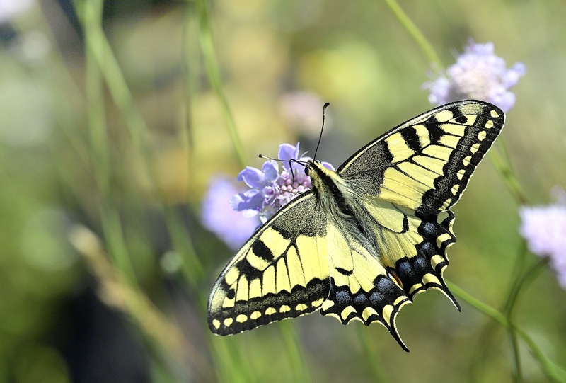 Svalehale, Papilio machaon han. Birkemosen, Gedser, Lolland, Danmark d. 19 juli 2024. Fotograf; Lars Adler Krogh