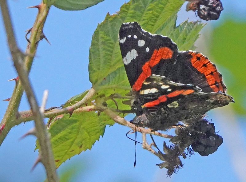 Admiral, Vanessa atalanta (Linnaeus, 1758). Armensk Brombr, Rubus armeniacus. Grnjordssen, Amager Flled, Amager d. 31 august 2024. Fotograf: Lars Andersen