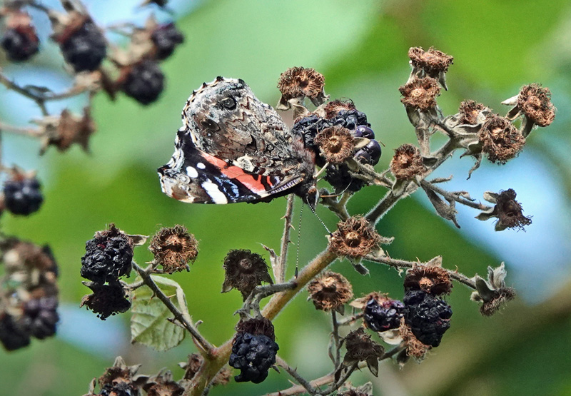 Admiral, Vanessa atalanta (Linnaeus, 1758). Armensk Brombr, Rubus armeniacus. Grnjordssen, Amager Flled, Amager d. 31 august 2024. Fotograf: Lars Andersen