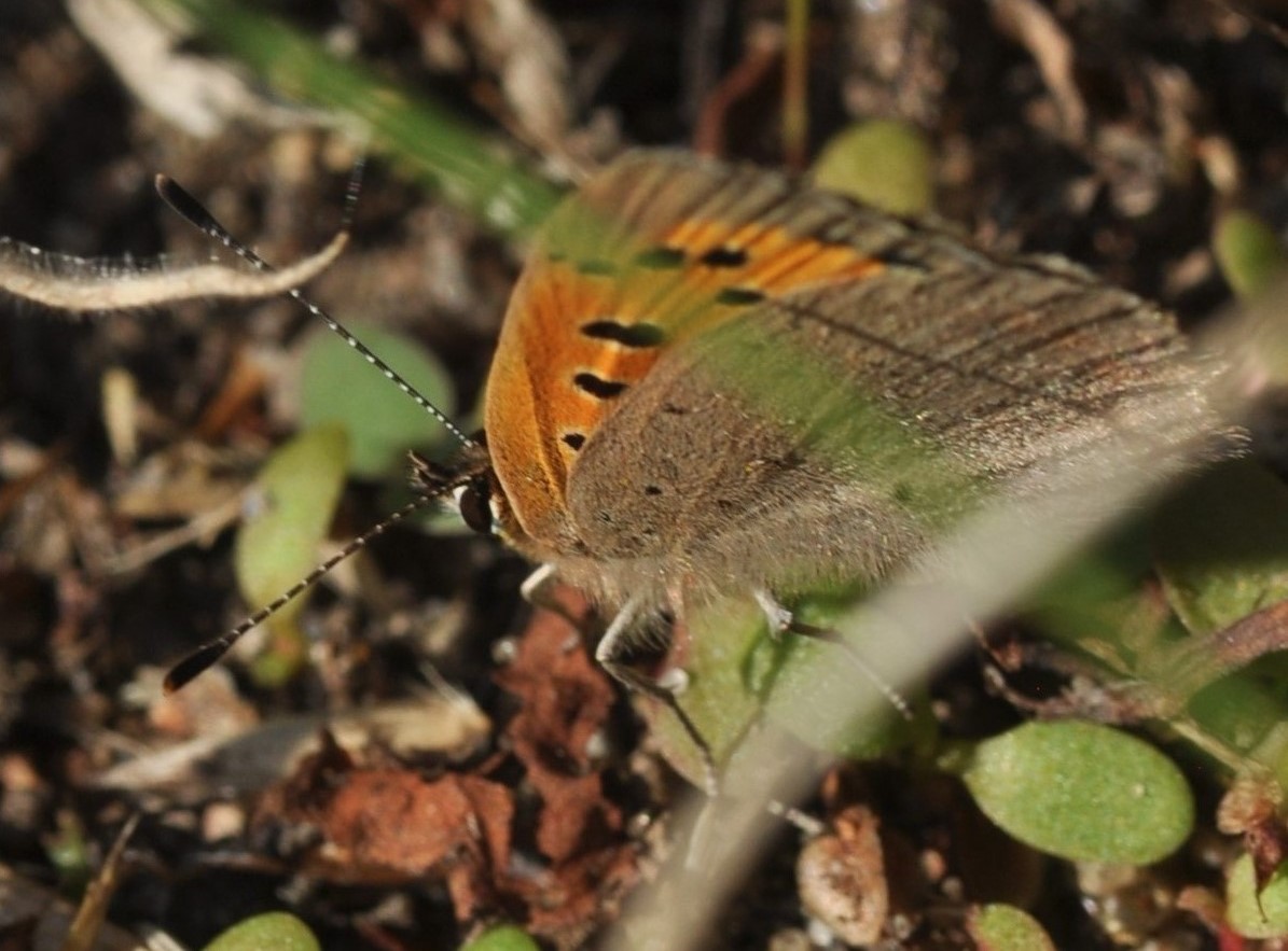 Lille Ildfugl, Lycaena phlaeas (Linnaeus, 1761) hun der lgger g. Brakmark ved Balkalund, Bornholm d. 25 september 2024. Fotograf: Michael Stoltze