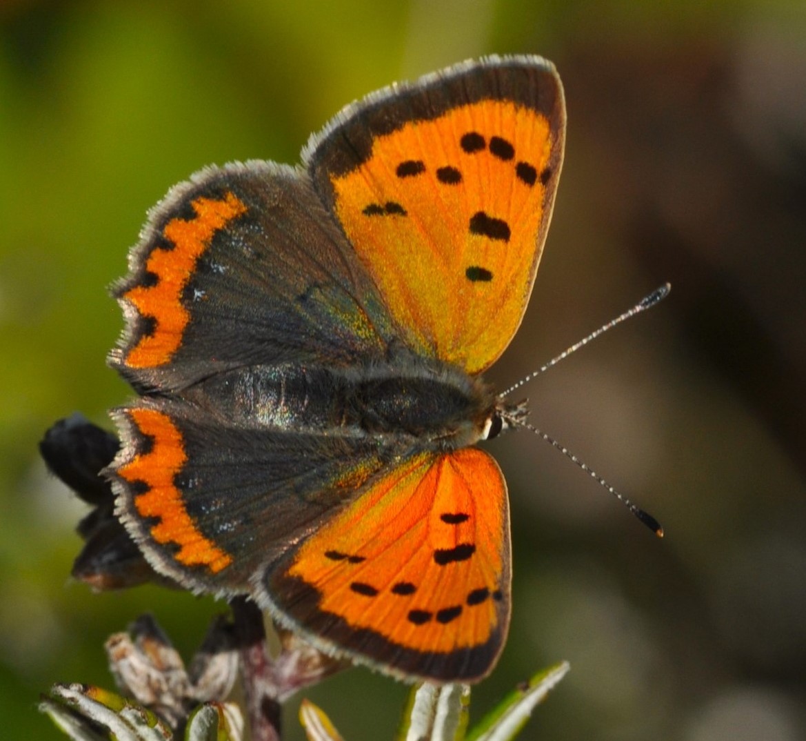 Lille Ildfugl, Lycaena phlaeas (Linnaeus, 1761) hun der lgger g. Brakmark ved Balkalund, Bornholm d. 25 september 2024. Fotograf: Michael Stoltze