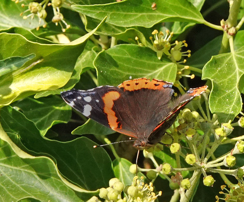 Vedbend, Hedera helix. L Klippinge. Stevn d. 7 - september 2024. Fotograf: Lars Andersen