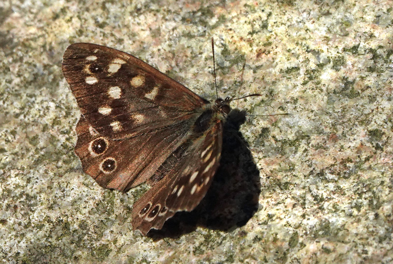 Skovrandje, Pararge aegeria ssp. tircis (Godart, 1821) han. H/F Snderbro, Amager d. 19 september 2024. Fotograf: Lars Andersen