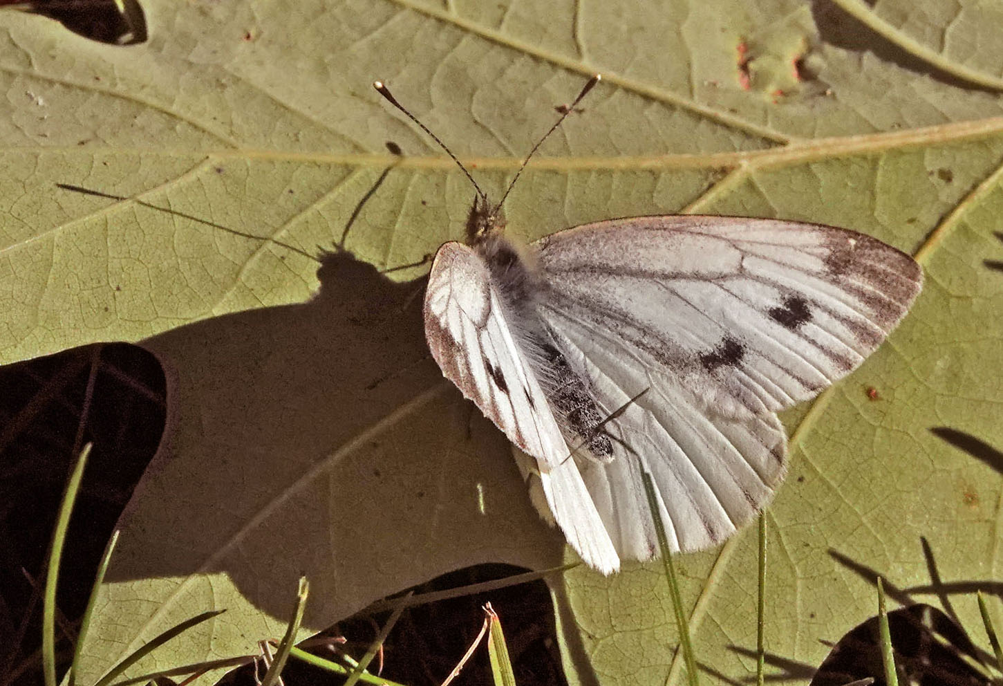 Grnret Klsommerfugl, Pieris napi hun, Vestre Kirkegrd, 2450 Kbenhavn, Nordsjlland d. 2 oktober 2024. Fotograf; Lars Andersen