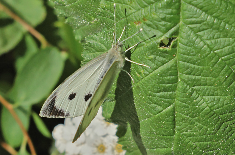 Lille Klsommerfugl hun. Grnjordsen,Amager Flled, Amager 21 maj 2024. Fotograf; Lars Andersen