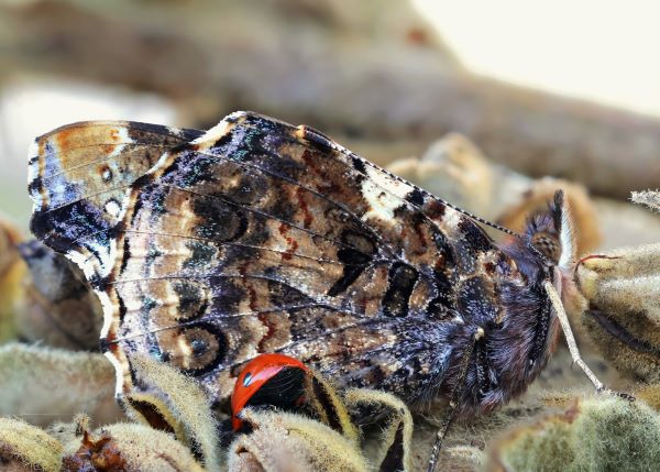 Admiral, Vanessa atalanta (Linnaeus, 1758). Lyngby, rhus, Midtjylland, Danmark d. 16 november 2024. Fotograf: Yvonne Bloch 