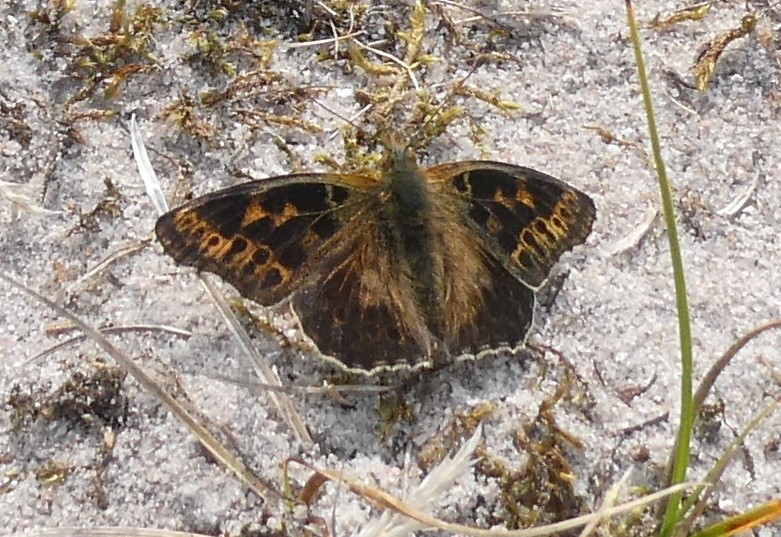 Storplettet Perlemorsommerfugl, Issoria lathonia (Linnaeus, 1758) melanistske aberration. Eskebjerg Vesterlyng, Vestsjlland d. 20. august 2024. Fotografer: Erika Grntved og Sren Grntved Christiansen.