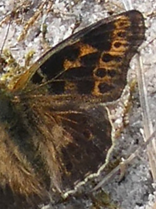 Storplettet Perlemorsommerfugl, Issoria lathonia (Linnaeus, 1758) melanistske aberration. Eskebjerg Vesterlyng, Vestsjlland d. 20. august 2024. Fotografer: Erika Grntved og Sren Grntved Christiansen.