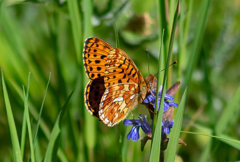 Rdlig Perlemorsommerfugl, Boloria euphrosyne han. Ellens, Storskov v. Sholt, Lolland d. 17 maj 2024. Fotograf; Tubas Lkkegaard