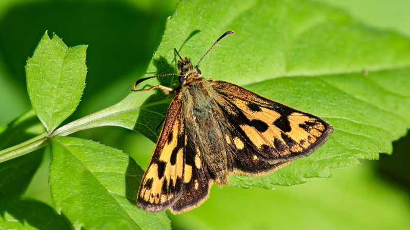 Sortplettet Bredpande, Carterocephalus silvicola hun. Skelns, Storskov v. Sholt, Lolland d. 24 maj 2024. Fotograf; Tubas Lkkegaard