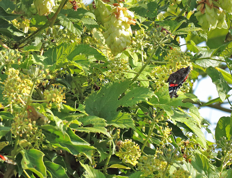 Vedbend, Hedera helix. L Klippinge. Stevn d. 8 september 2024. Fotograf: Lars Andersen