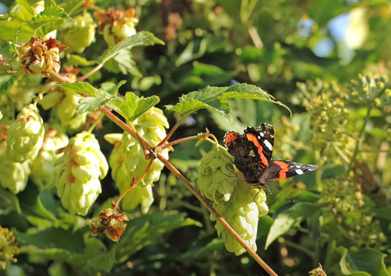 Admiral, Vanessa atalanta (Linnaeus, 1758). Humle, Humulus lupulus. L Klippinge. Stevns d. 8 september 2024. Fotograf: Lars Andersen