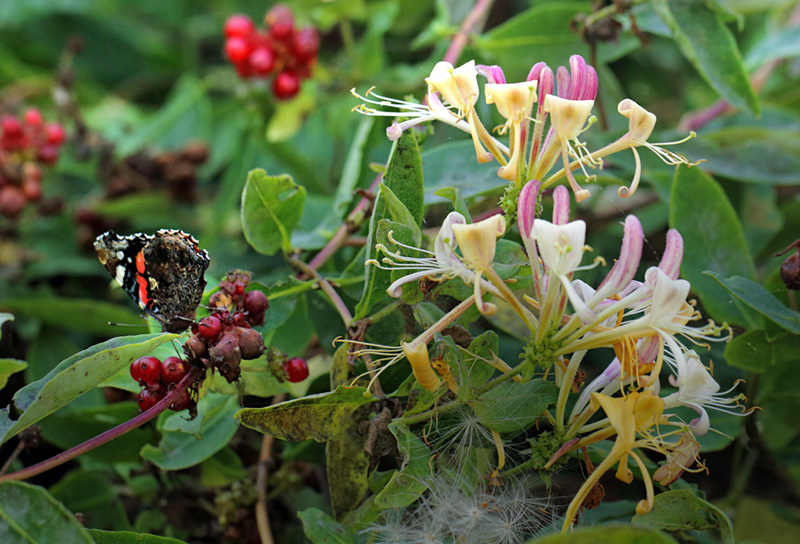 Admiral, Vanessa atalanta (Linnaeus, 1758). Almindelig Gedeblad, Lonicera periclymenumx. L Klippinge. Stevn d. 8 september 2024. Fotograf: Lars Andersen