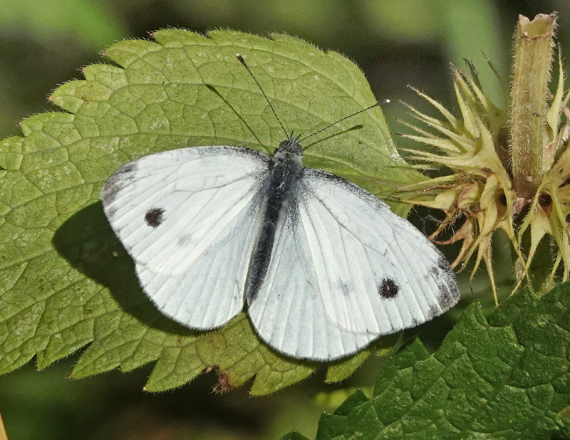 Grnret Klsommerfugl, Pieris napi hun,Kongelunden, Amager d. 1 juli 2024. Fotograf; Lars Andersen