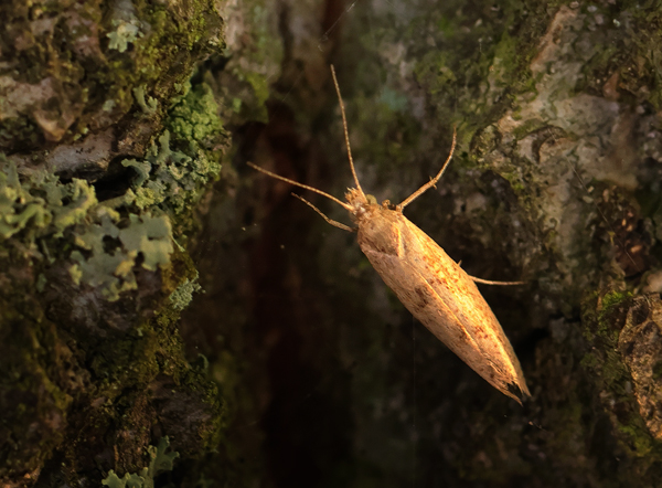 Broget Vinterml, Mompha epilobiella (Denis & Schiffermller, 1775). Parken ved Zoologisk Museum. Kbenhavn, Nordsjlland d. 20 oktober 2024. Fotograf: Lars Andersen