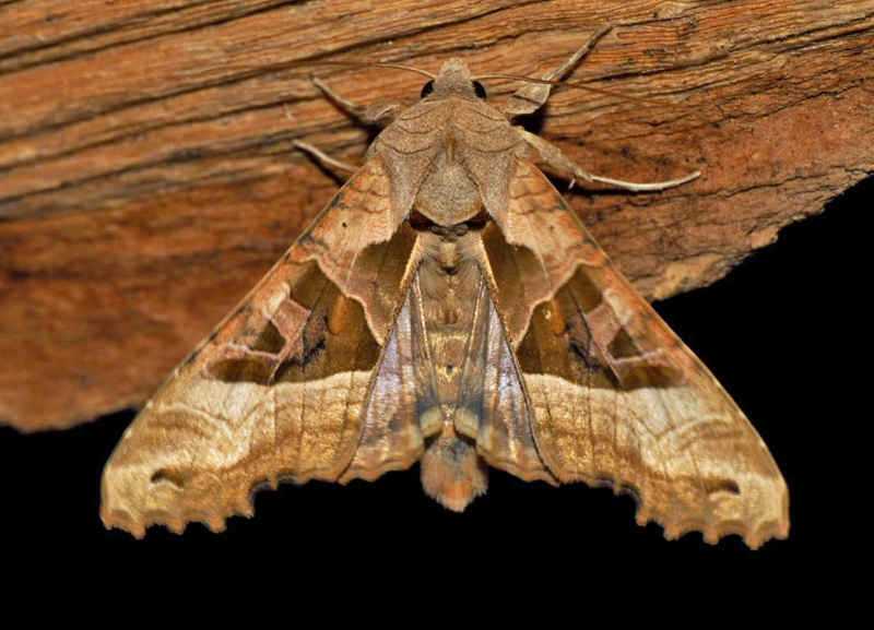 Agatugle, Phlogophora meticulosa (Linnaeus, 1758). Kvrkeby, Sjlland d. 16 september 2024. Fotograf: Kim Fjellerad Vognsen