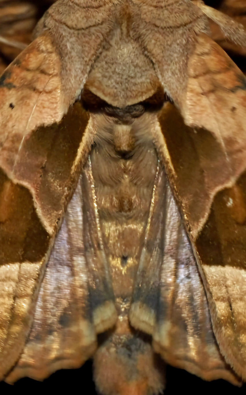 Agatugle, Phlogophora meticulosa (Linnaeus, 1758). Kvrkeby, Sjlland d. 16 september 2024. Fotograf: Kim Fjellerad Vognsen