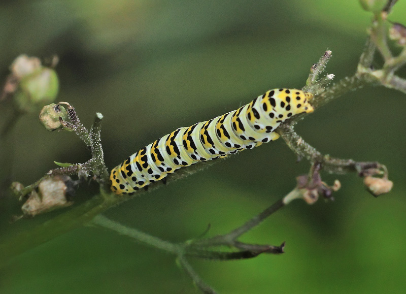 Brunrods-Htteugle, Shargacucullia scrophularia. Bllemosen, Skodsborg, Nordsjlland d. 12 juni 2024. Fotograf; Lars Andersen