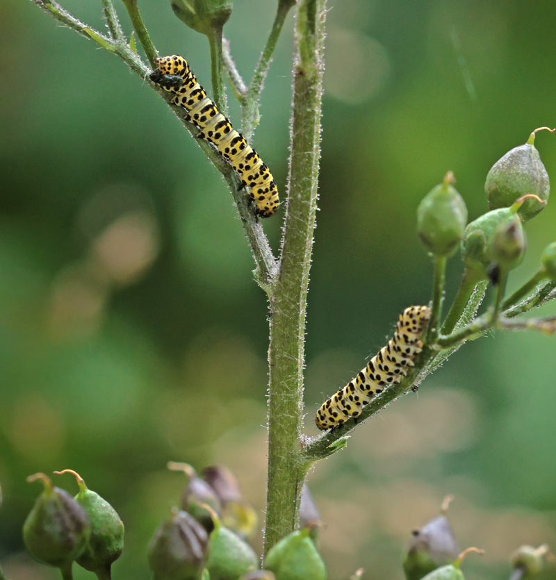 Brunrods-Htteugle, Shargacucullia scrophularia. Bllemosen, Skodsborg, Nordsjlland d. 12 juni 2024. Fotograf; Lars Andersen